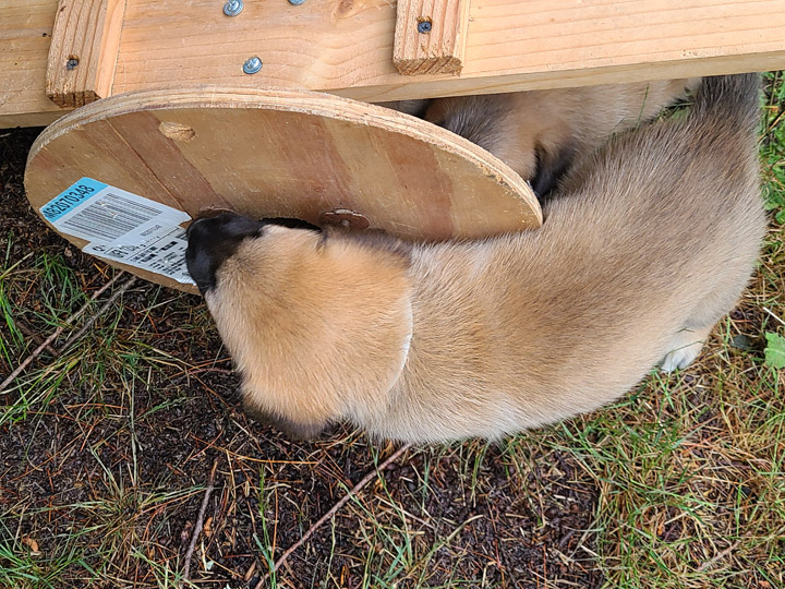 chinook dog